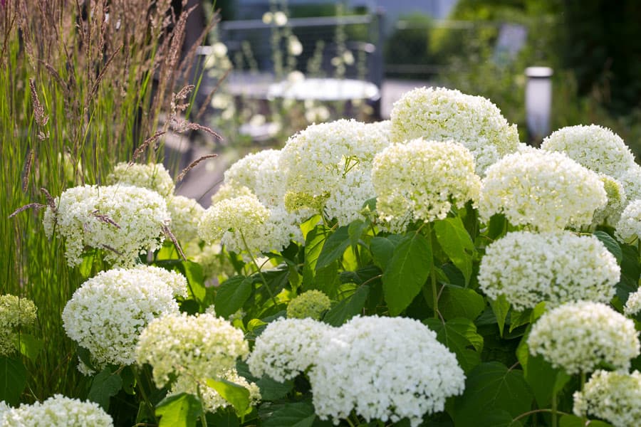 Impressionen aus unserem großen Garten